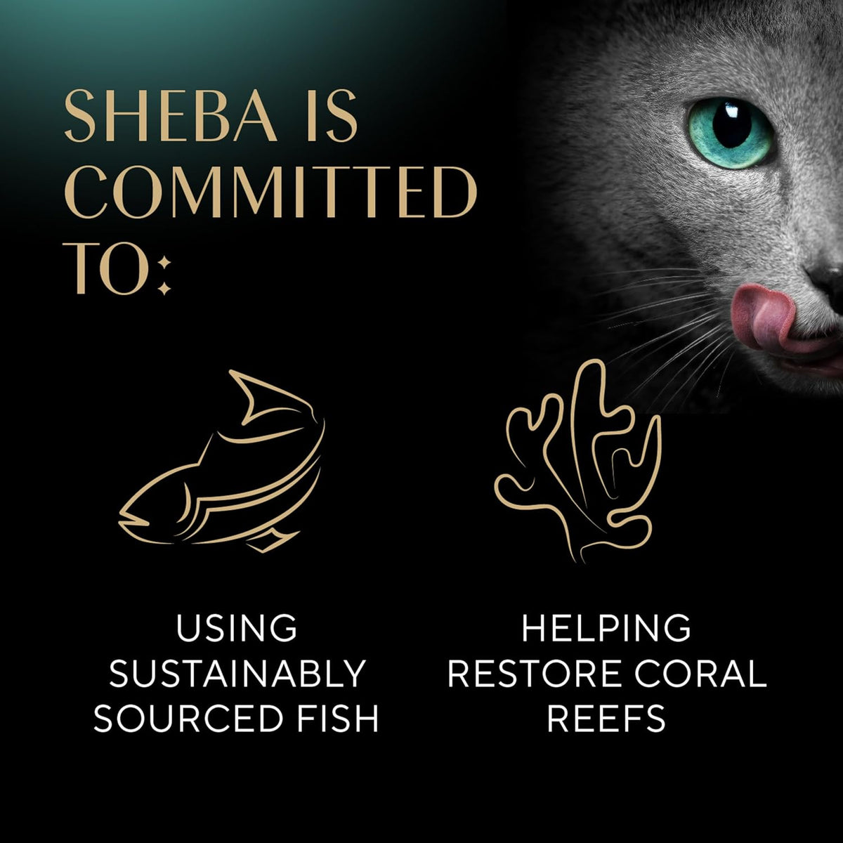 Sheba Perfect Portions Wet Cat Food Pate with Sustainable Salmon, Signature Seafood Entree, and Tender White Fish and Tuna Entree Variety Pack, 2.6