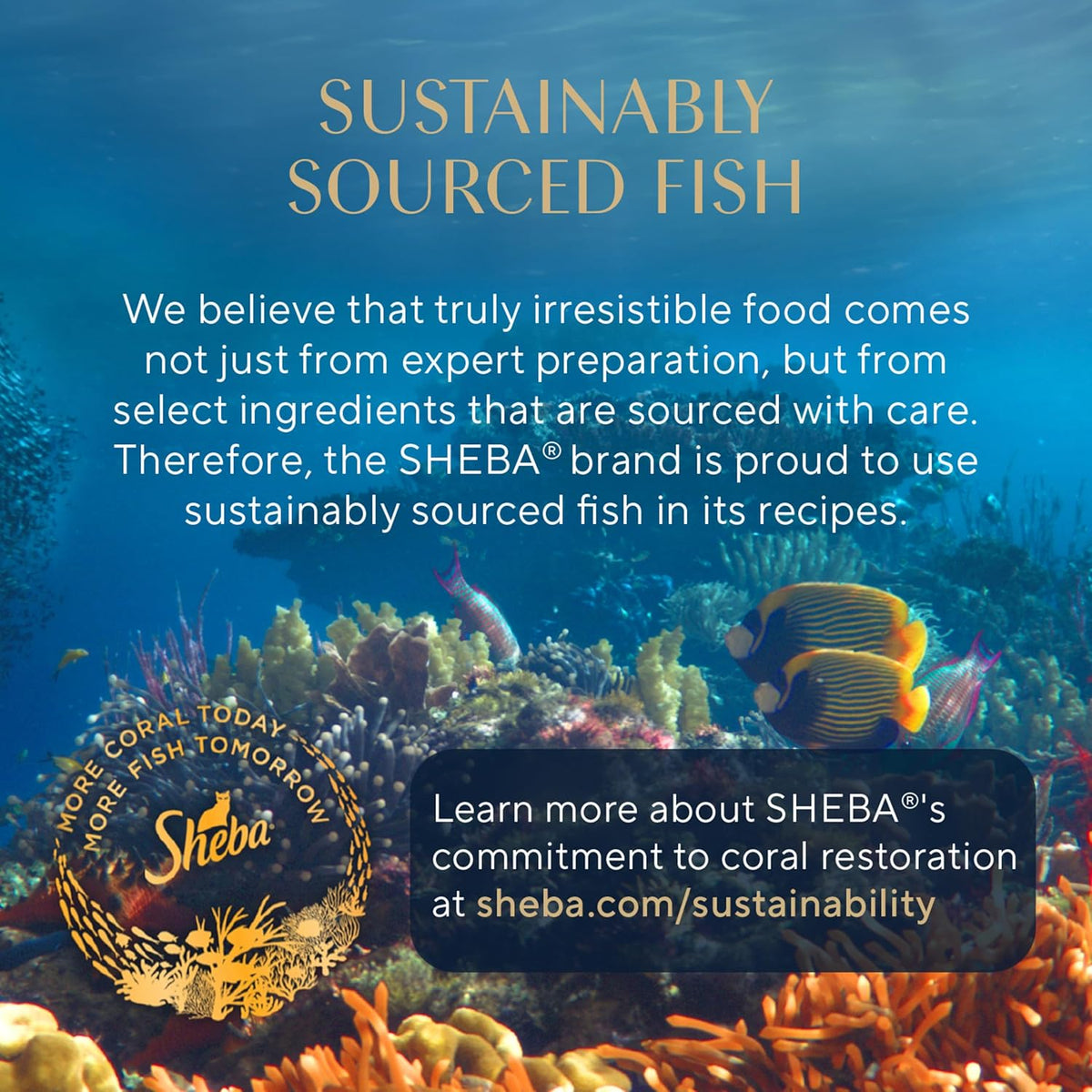 Sheba Perfect Portions Wet Cat Food Pate with Sustainable Salmon, Signature Seafood Entree, and Tender White Fish and Tuna Entree Variety Pack, 2.6