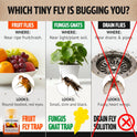 Super Ninja Fruit Fly Traps for Indoors - 4 Pack, Highly Effective Fruit Fly Catcher for Indoor Use for Home & Kitchen, Up to 3 Weeks of Performance