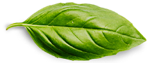 Home basil leaf